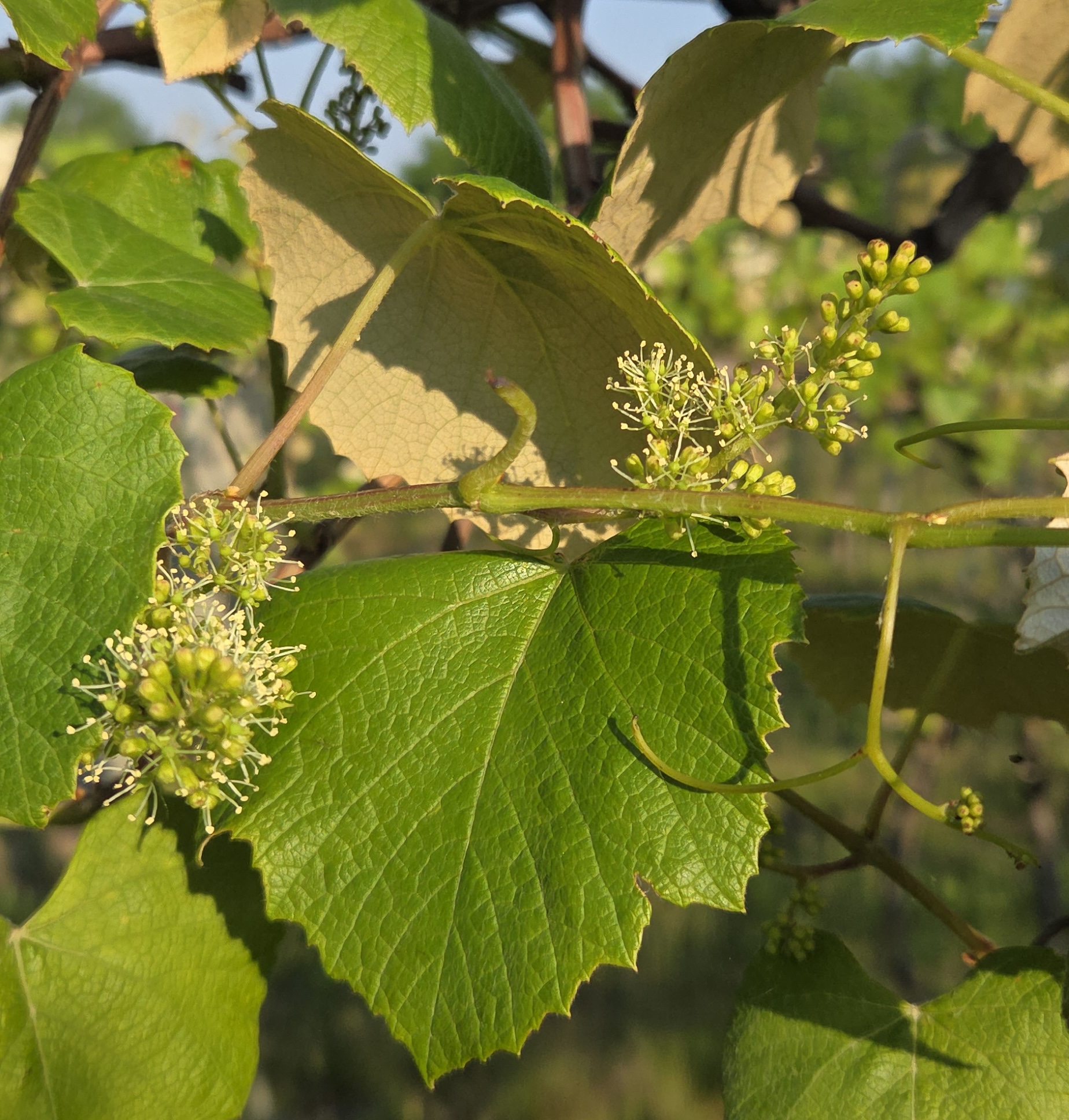 20250610_Concord bloom.jpg